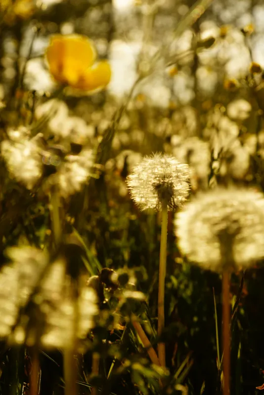 Mælkebøtter i morgenlys.
