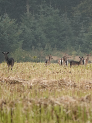 Dåvildt har tydeligere spejlaftegninger og det særligt på halen. Dåvildtet vil - alt efter farvevariant - have en tydelig tre-farvning, hvor det er mørkest på den øverste del, lysere på midten og hvid på bugen og brystet.