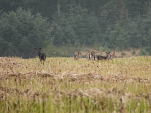 Dåvildt har tydeligere spejlaftegninger og det særligt på halen. Dåvildtet vil - alt efter farvevariant - have en tydelig tre-farvning, hvor det er mørkest på den øverste del, lysere på midten og hvid på bugen og brystet.