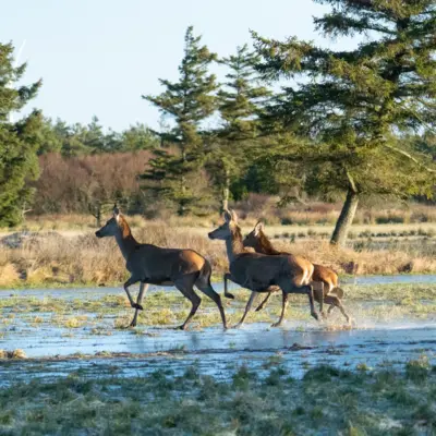 Fotograf: Søren Vendelbo