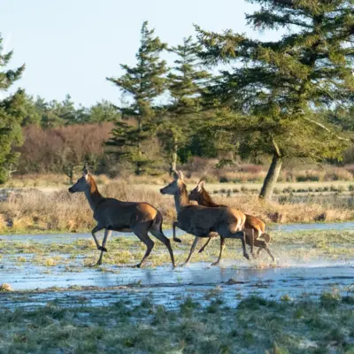 Fotograf: Søren Vendelbo