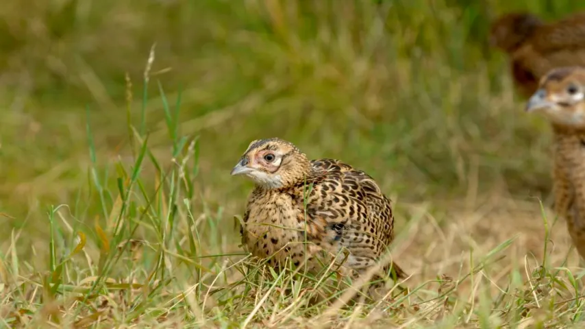 Fasankylling gemt i græs