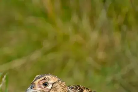 Fasankylling gemt i græs