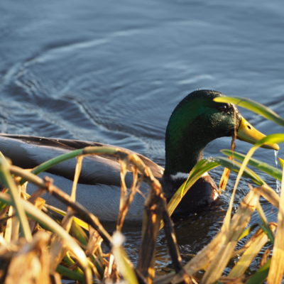 Fotograf: Christian Lang Jensen