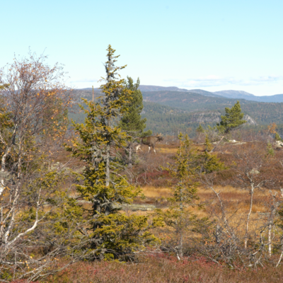 Fotograf: Niels Søndergaard