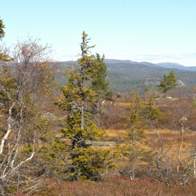 Fotograf: Niels Søndergaard