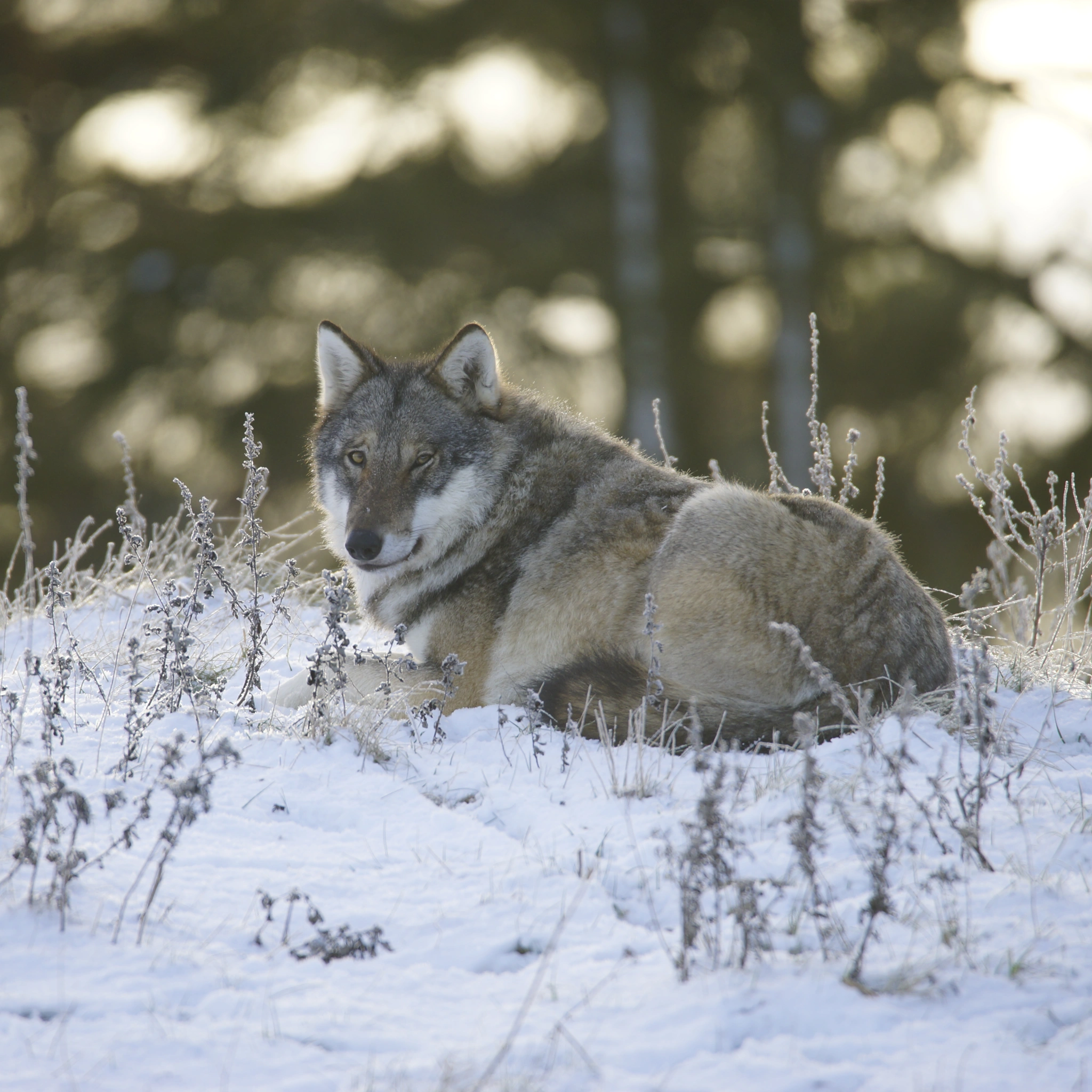 Ulve i skandinavisk dyrepark i frost og sol