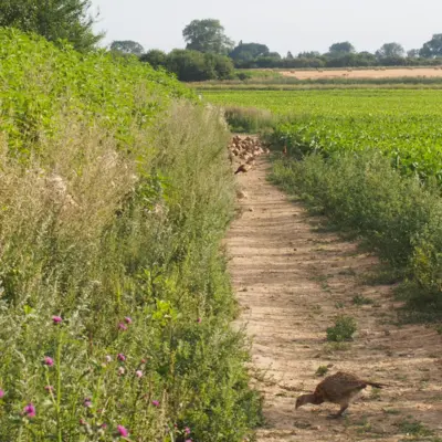 Fotograf: Lene Midtgaard