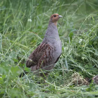 Fotograf: Flemming Højer