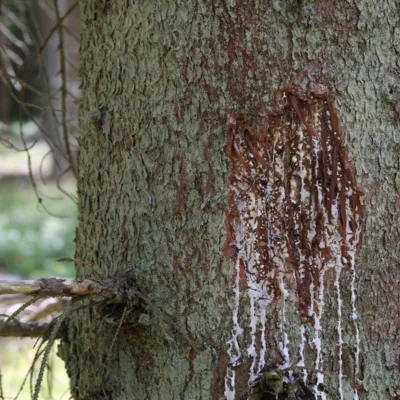 Fotograf: Danmarks Jægerforbund