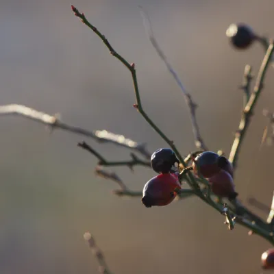 Fotograf: Christian Lang Jensen