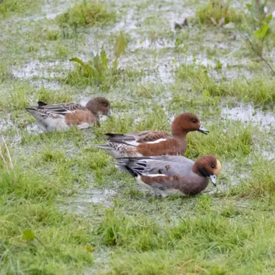 Fotograf: Claus Lind Christensen