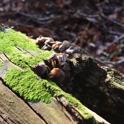 Fotograf: Thomas Iversen