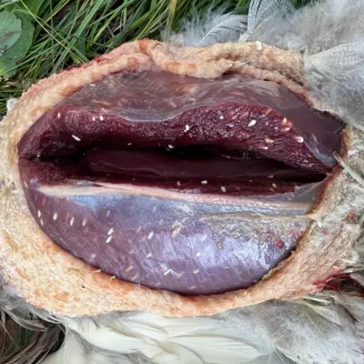 Fotograf: Christian Lang Jensen