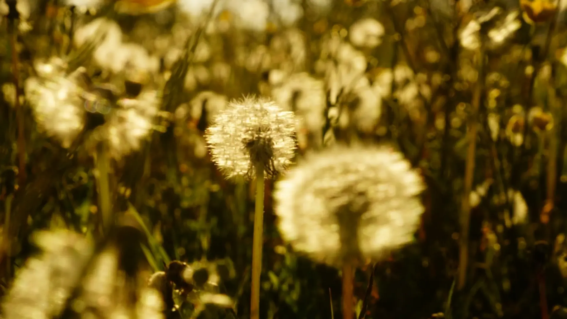 Mælkebøtter i morgenlys.