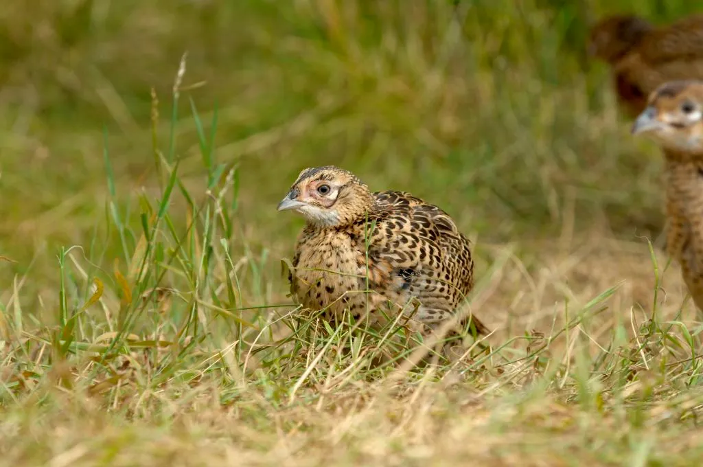 Fasankylling gemt i græs