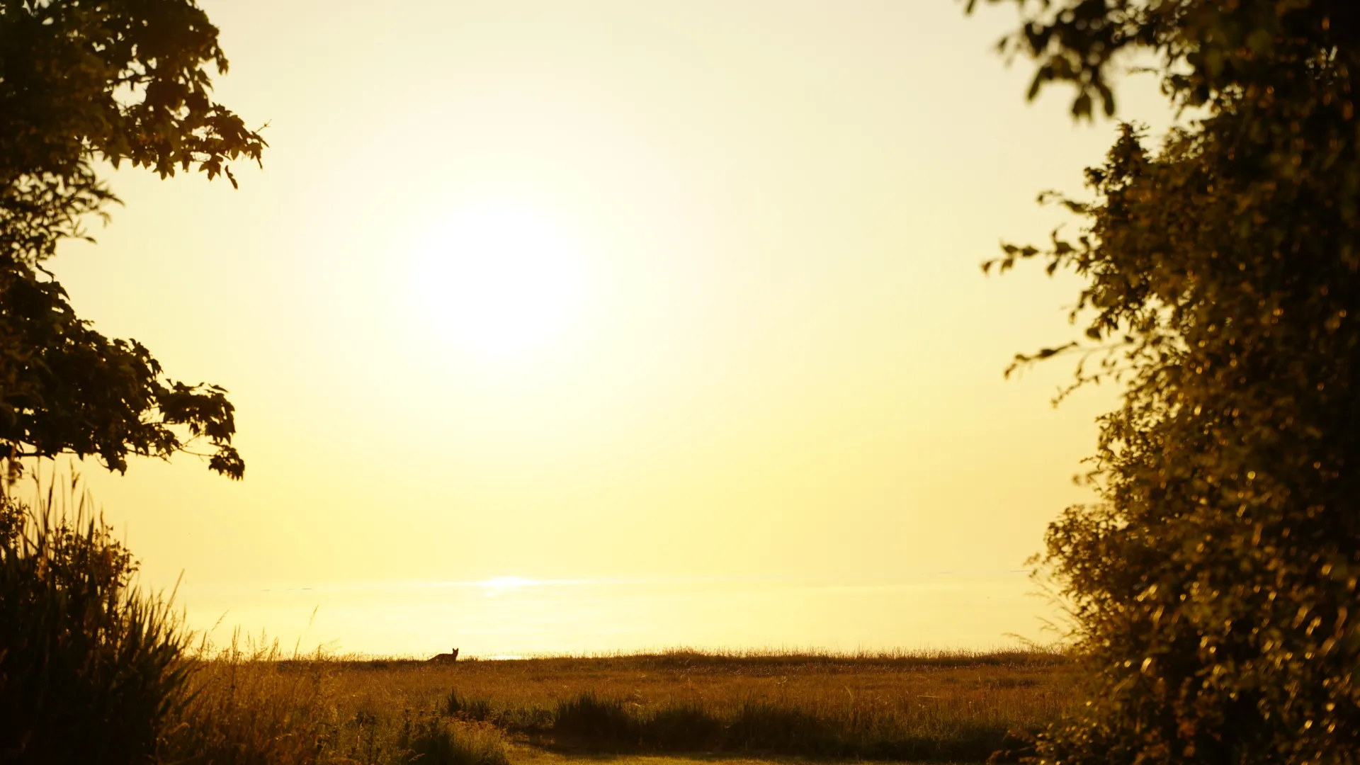Ræv en tidlig morgen i solopgangen