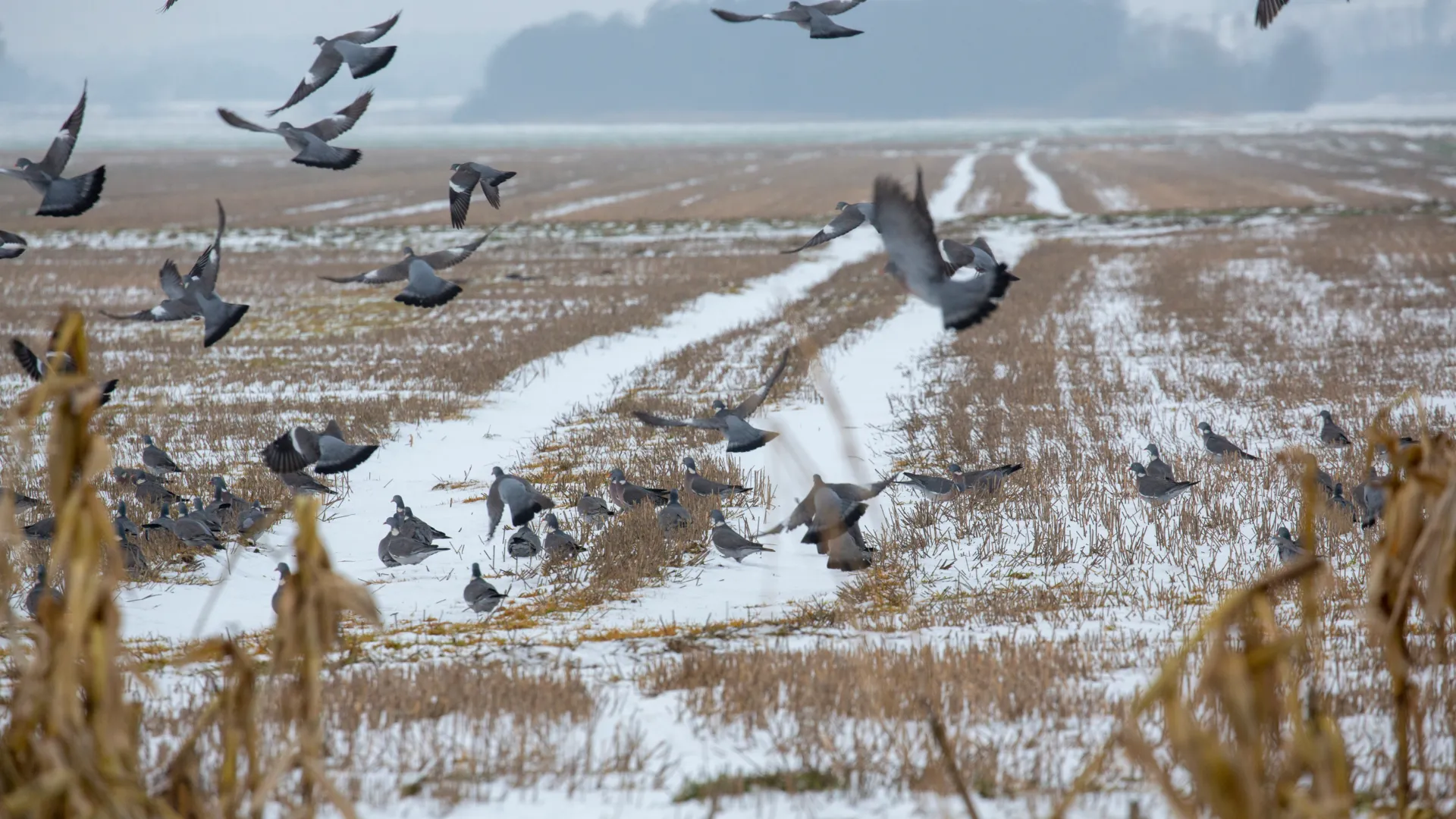 Ringduer flyver i flok over stubmark.